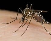 Jalisco reporta una reducción de casi 90% en casos de dengue durante 2026