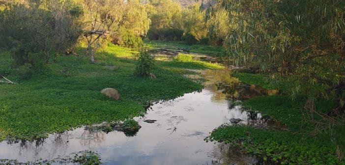 Canal de Atequiza, parte del sistema que abastece a Guadalajara, bajo la atención por reportes de contaminación